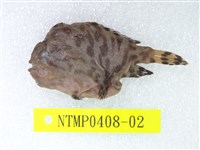 藏品(條紋躄魚)的圖片